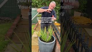 Cordyline australis how to treat after it’s been frosted damaged garden plants gardening