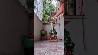 Jai Jagannath Swami bhakti shorts shortsvideo