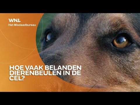 Hoe wordt er daadwerkelijk gevangenisstraf uitgedeeld aan dierenbeulen?