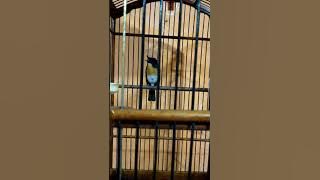 sikatan ranting gacor yg menggoda