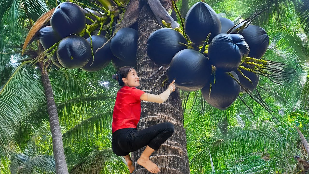 Harvest A Lot Of Rare Black COCONUT, Red Banana to sell at market | Susan Daily Life