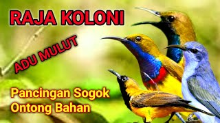 Koloni sogok ontong || chim ruồi
