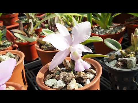 Video: Hängende Kannenpflanzen – Wie man eine Kannenpflanze in einem hängenden Korb anbaut