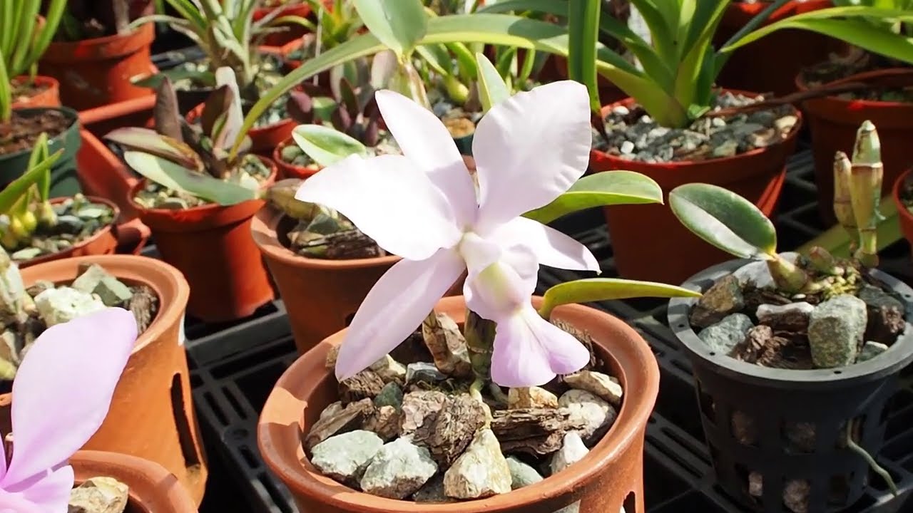 Rundgang durch mein Orquidario, Dezember 2020