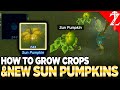 NEW CROP Sun Pumpkin &amp; Growing Crops in Tears of the Kingdom