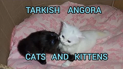 Video 2502321: breed turkish angora