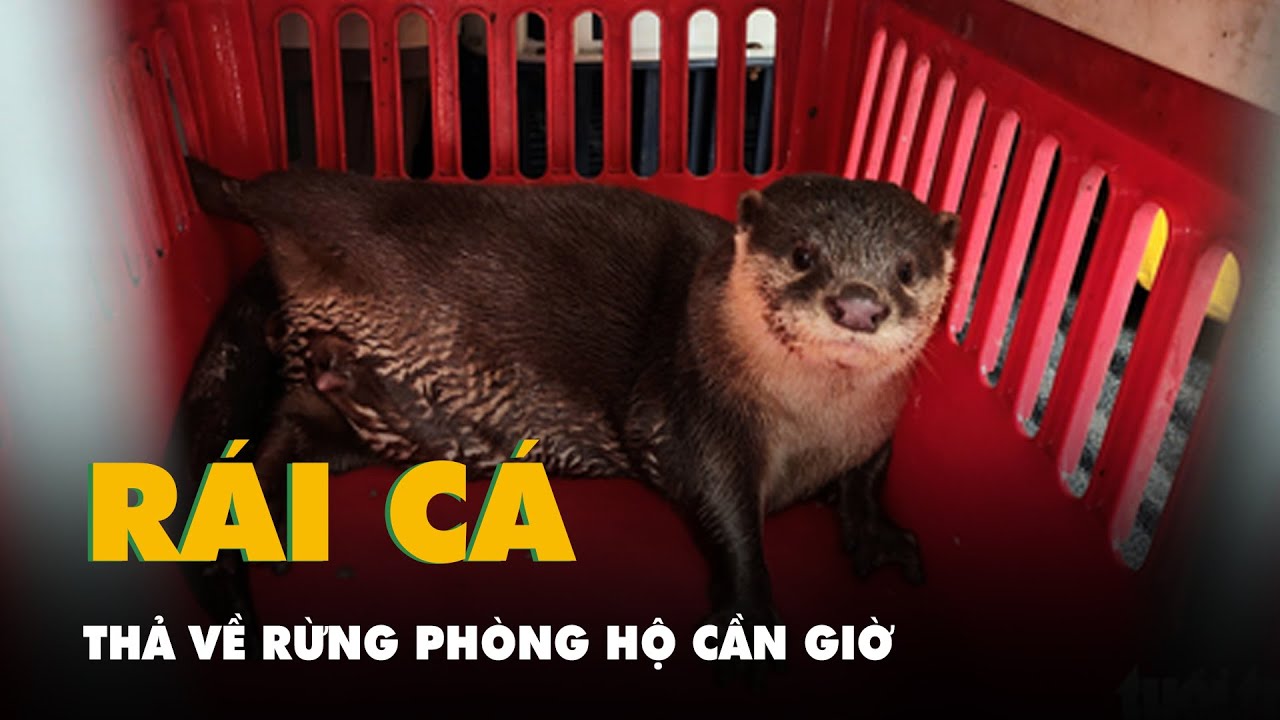 Thả con rái cá nặng 3,8kg về rừng phòng hộ Cần Giờ - YouTube
