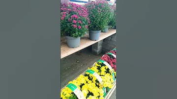 #استغفر_الله #quran #القرآن_الكريم🪴🪴 #الكعبة #تلاوات #صلوا_على_النبي #اللهم_صل_على_محمد_وال_محمد