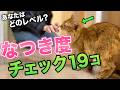 【5つのレベル別】猫のなつき度診断19選