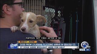 27 dogs from flood-ravaged Louisiana arrive in Geauga County