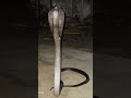 #kingcobra#दुनिया का सबसे बड़ा रहस्यमई सांप किंग कोबरा#