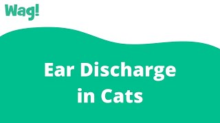 Ear Discharge in Cats | Wag!