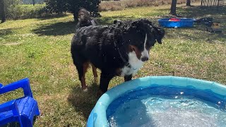 Bernese Mountain Dog Plays In Our Babies Pool by Benny Berner  9,406 views 1 year ago 3 minutes, 57 seconds