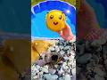 Kids Learn | Bug Insect Names with Toys: Bee Praying Mantis Ladybug Stink Bug Centipede