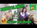 EXPLORING JAPANS RABBIT ISLAND!! Everything you need to know about Okunoshima (BUNNY ISLAND!!)