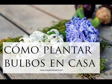 Vídeo: Puc cultivar jacints a l'interior?