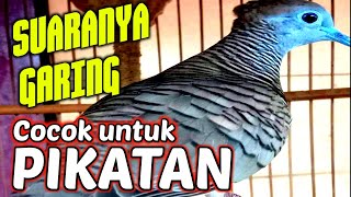 Pancingan perkutut lokal gacor~Hitungan detik langsung rame nyaut semua