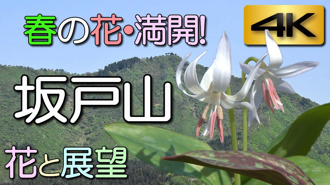 新潟・坂戸山。カタクリ大群落と春の花々　国指定文化財の山。