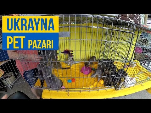 Ukrayna Hayvan Pazari Mp3 Mp4 Indir Dur