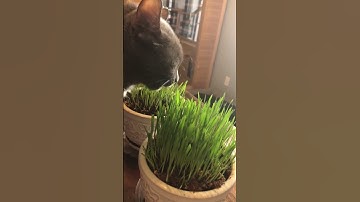 So you have a cat that loves cat grass?