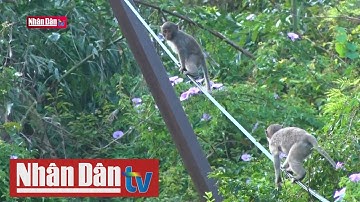 Thành lập Khu bảo tồn thiên nhiên Cù Lao Chàm