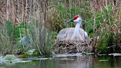 Sandhill Cranes And Babies by Charles S  Cade Part...