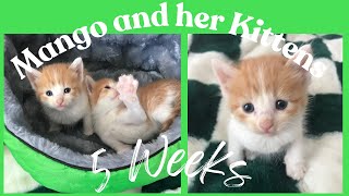 Cute Kittens Playing- 5 Weeks Old Playful Cats Mango & her Kittens 🐈Happy Relaxing Video of Pets