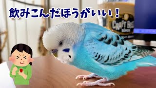 自分は梅干しだから飲みこんだほうがいい！と言い切るインコ