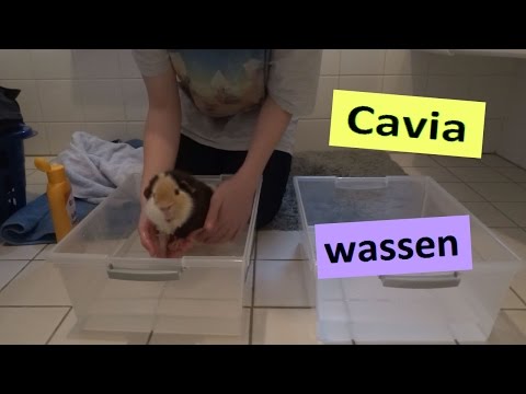 Video: Hoe U Uw Cavia Op De Juiste Manier In Bad Doet?