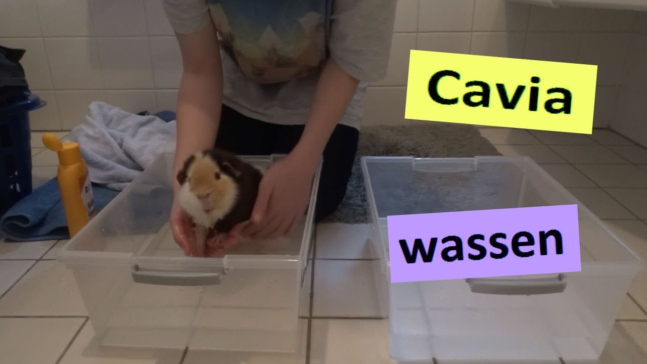 Hoe moet je een cavia wassen? - YouTube