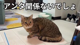 外で繰り広げられる野良猫の大ゲンカになぜか構える家猫