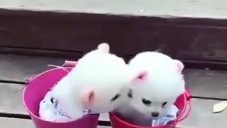 Ay Yalansa Gözne Gule Deymesin