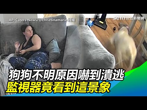 狗狗不明原因嚇到潰逃 監視器還原竟看到這景象｜三立新聞網 SETN.com