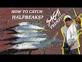 Bedok Jetty Fishing: HalfBeak Fishing / Sagai Feeding Frenzy