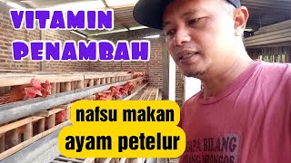 vitamin penambah nafsu makan ayam petelur || cara menambah nafsu makan ayam petelur