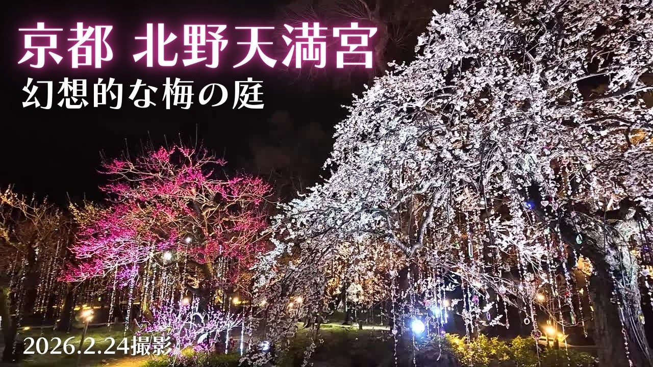 【京都・梅開花速報2026】北野天満宮7分咲き｜見頃を迎えた昼と夜の「花の庭」