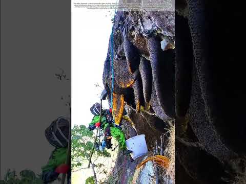 Dangling for Honey: The 100-Foot Harvest That Never Changes