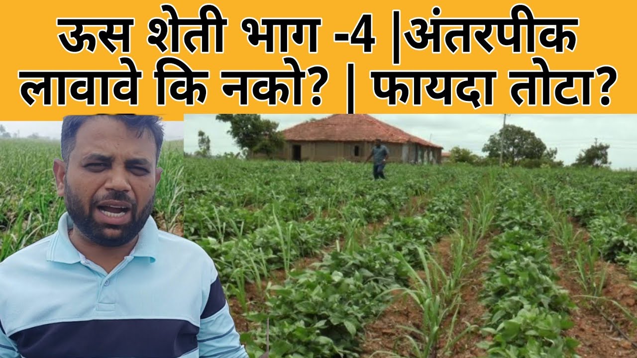 ऊस शेती भाग -4 | ऊस लावणीत अंतर पीक कोणते घ्यावे कि नको | असेल तर कोणते | नाही घेतले तर फायदा? तोटा?