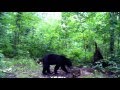 Young Bear 2