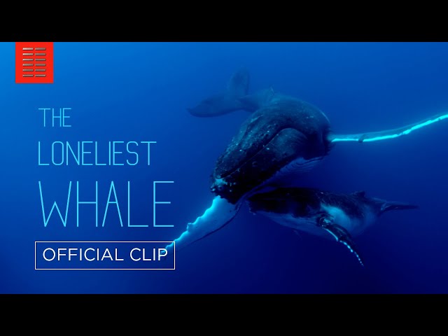 THE LONELIEST WHALE, So Who Does Respond