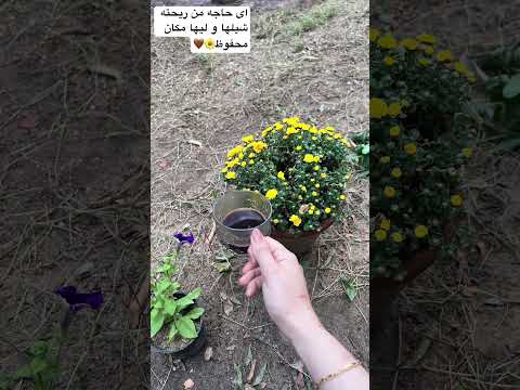 اى حاجه من ريحته شيلها و ليها مكان محفوظ  اكسبلور ترند
