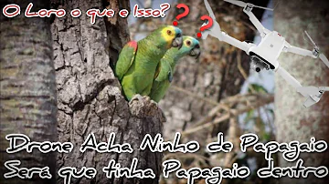 Como achar ninho de papagaio no mato?