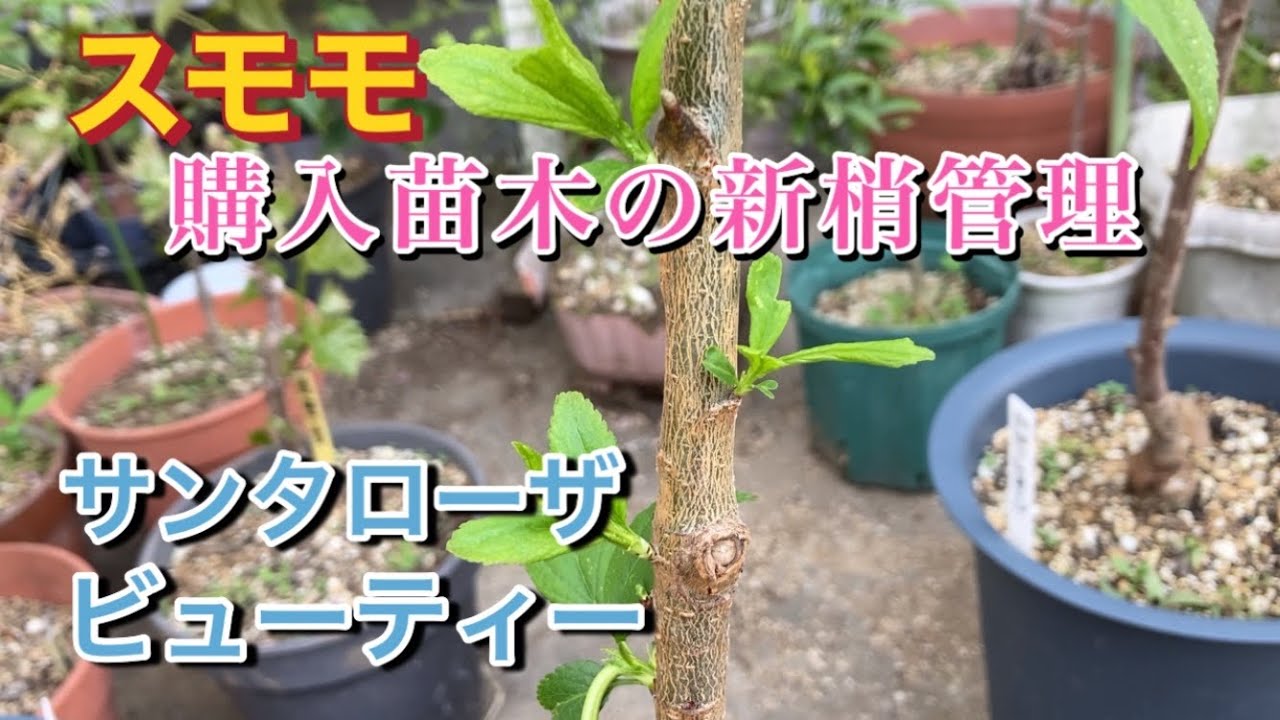 【スモモ、購入苗木の新梢管理】サンタローザ、ビューティー