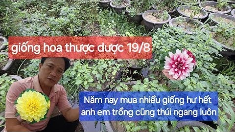 Giống hoa thược dược như thế này thì có nên úp chậu nghỉ sớm ăn Tết sớm được không cả nhà