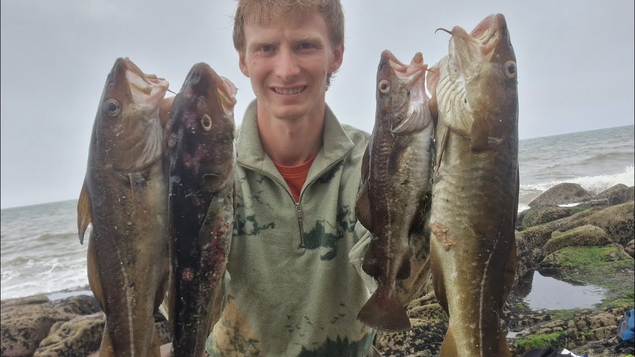 Summer Cod Fish low water fishing for summer cod. - YouTube