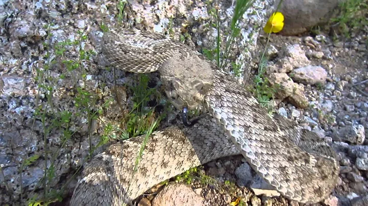 Western Diamondback  Rattlesnake Strikes my Camera