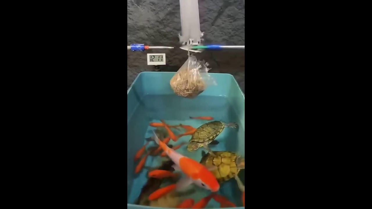 Прямая трансляция пользователя 0xJulia Dev