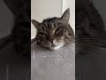 Cat swallowed shampoo shorts cat funny