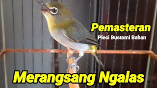 Begini Suara Pemasteran yang Untuk Pleci Bustomi Bahan Bikin Burung Pleci Bustomi Gacor Ngalas