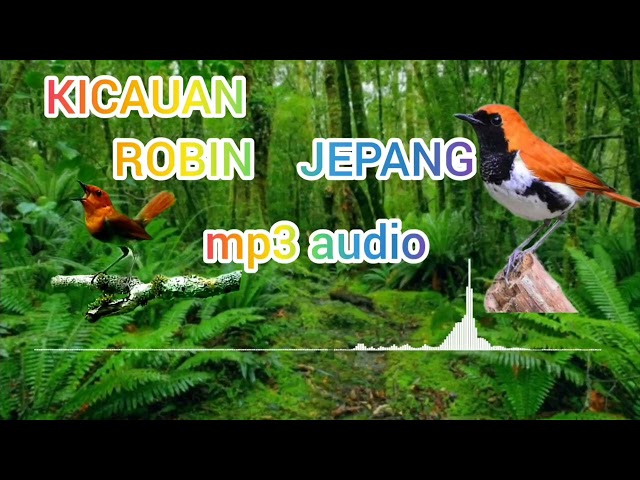 MASTERAN ROBIN JEPANG GACOR MP3 AUDIO JERNIH class=